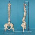 Menschliche Wirbelsäule Skelett Anatomie Modell für medizinische Lehre (R020711)